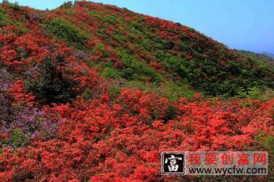 养杜鹃花不吉利 养杜鹃花好不好