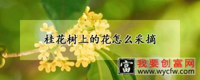 桂花树上的花怎么采摘