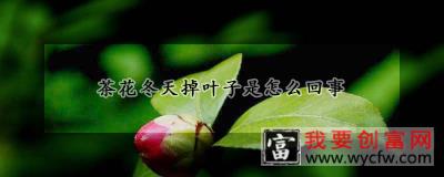 茶花冬天掉叶子是怎么回事