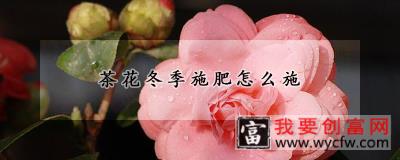 茶花冬季施肥怎么施