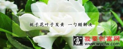 栀子花叶子发黄 一勺醋解决