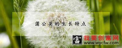 蒲公英的生长特点