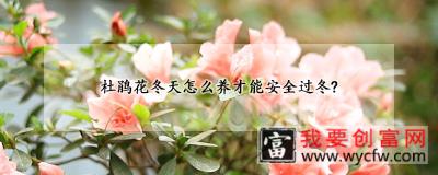 杜鹃花冬天怎么养才能安全过冬？