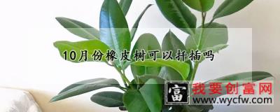 10月份橡皮树可以扦插吗