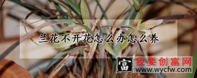 兰花不开花怎么办怎么养