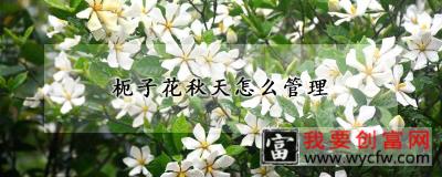 枙子花秋天怎么管理