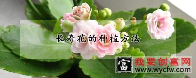 长寿花的<a href=https://www.wycfw.com/e/tags/?tagid=232 target=_blank class=infotextkey>种植方法</a>