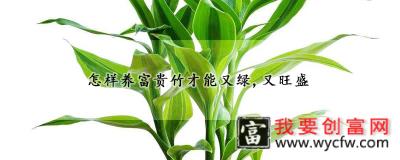 怎样养富贵竹才能又绿，又旺盛