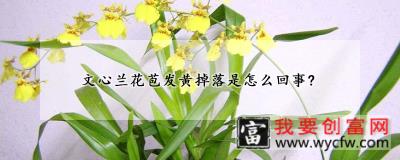 文心兰花苞发黄掉落是怎么回事？