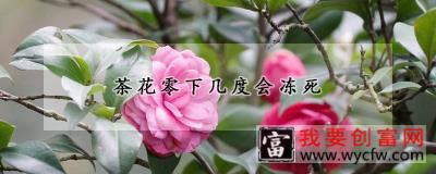 茶花零下几度会冻死