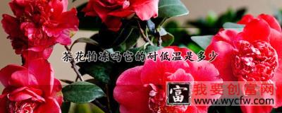 茶花怕冻吗它的耐低温是多少