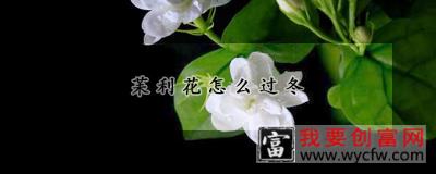 苿利花怎么过冬