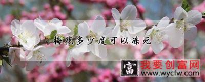 梅花多少度可以冻死