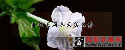 垂丝茉莉冬天怎么养