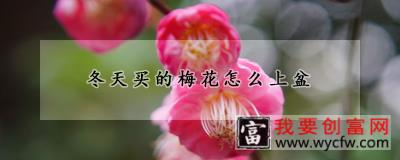 冬天买的梅花怎么上盆