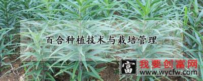 百合种植技术与栽培管理