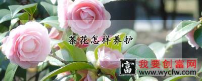 茶花怎样养护