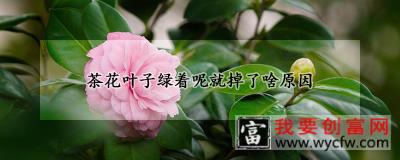 茶花叶子绿着呢就掉了啥原因