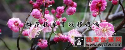 梅花秋季可以移栽吗