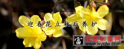 迎春花立秋后养护