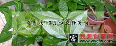 发财树10月份能修剪吗