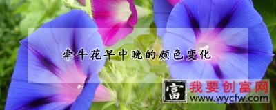 牵牛花早中晚的颜色变化