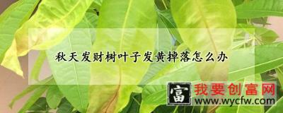 秋天发财树叶子发黄掉落怎么办