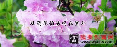 杜鹃花怕冻吗在室外