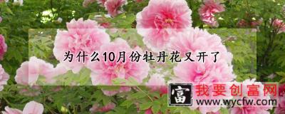 为什么10月份牡丹花又开了