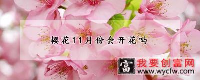 樱花11月份会开花吗