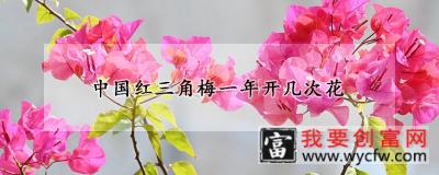 中国红三角梅一年开几次花