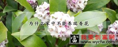 为什么家中不能养瑞香花