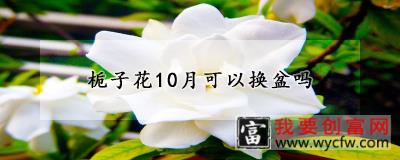 栀子花10月可以换盆吗