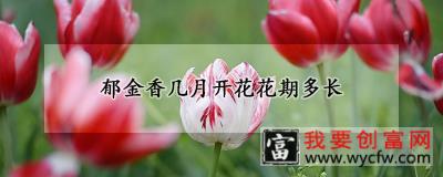 郁金香几月开花花期多长