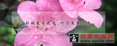 杜娟花有花苞，叶子发焦怎办