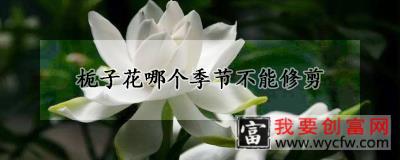 栀子花哪个季节不能修剪