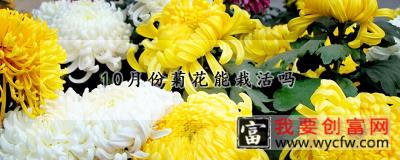 10月份菊花能栽活吗