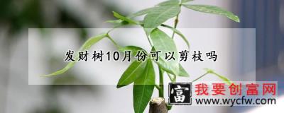 发财树10月份可以剪枝吗