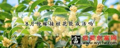 8月份嫁接桂花能成活吗