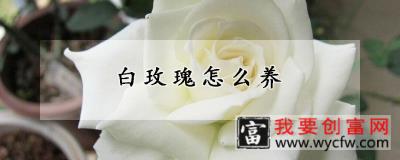 白玫瑰怎么养