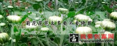 菊花花苞太多要不要修剪