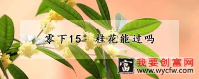 零下15桂花能过吗