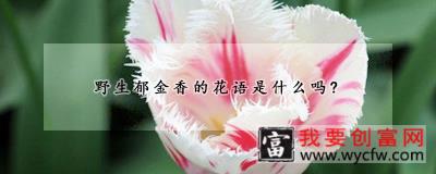 野生郁金香的花语是什么吗？