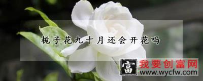 栀子花九十月还会开花吗