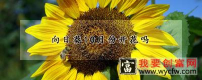 向日葵10月份开花吗