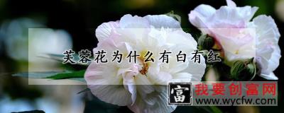 芙蓉花为什么有白有红