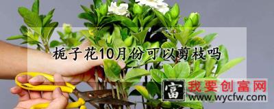 栀子花10月份可以剪枝吗