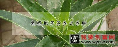 怎样把芦荟养大养胖