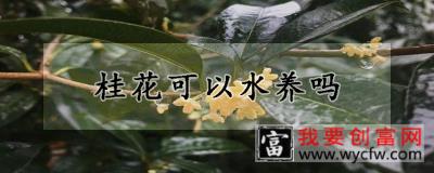 桂花可以水养吗