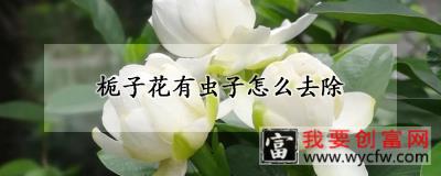 栀子花有虫子怎么去除